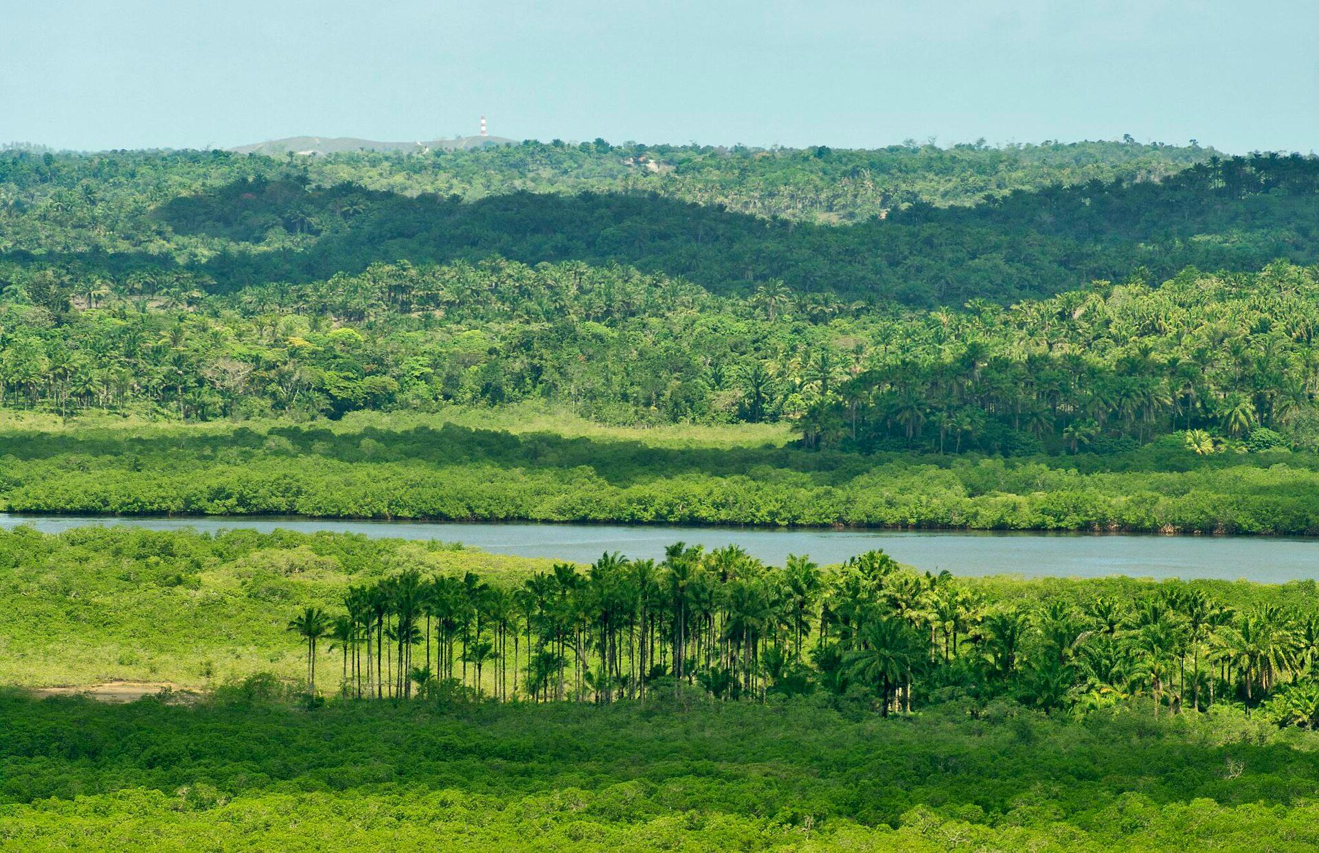 Paisagem da Baía de Camamu: mata, coqueiros e manguezal à beira d'água