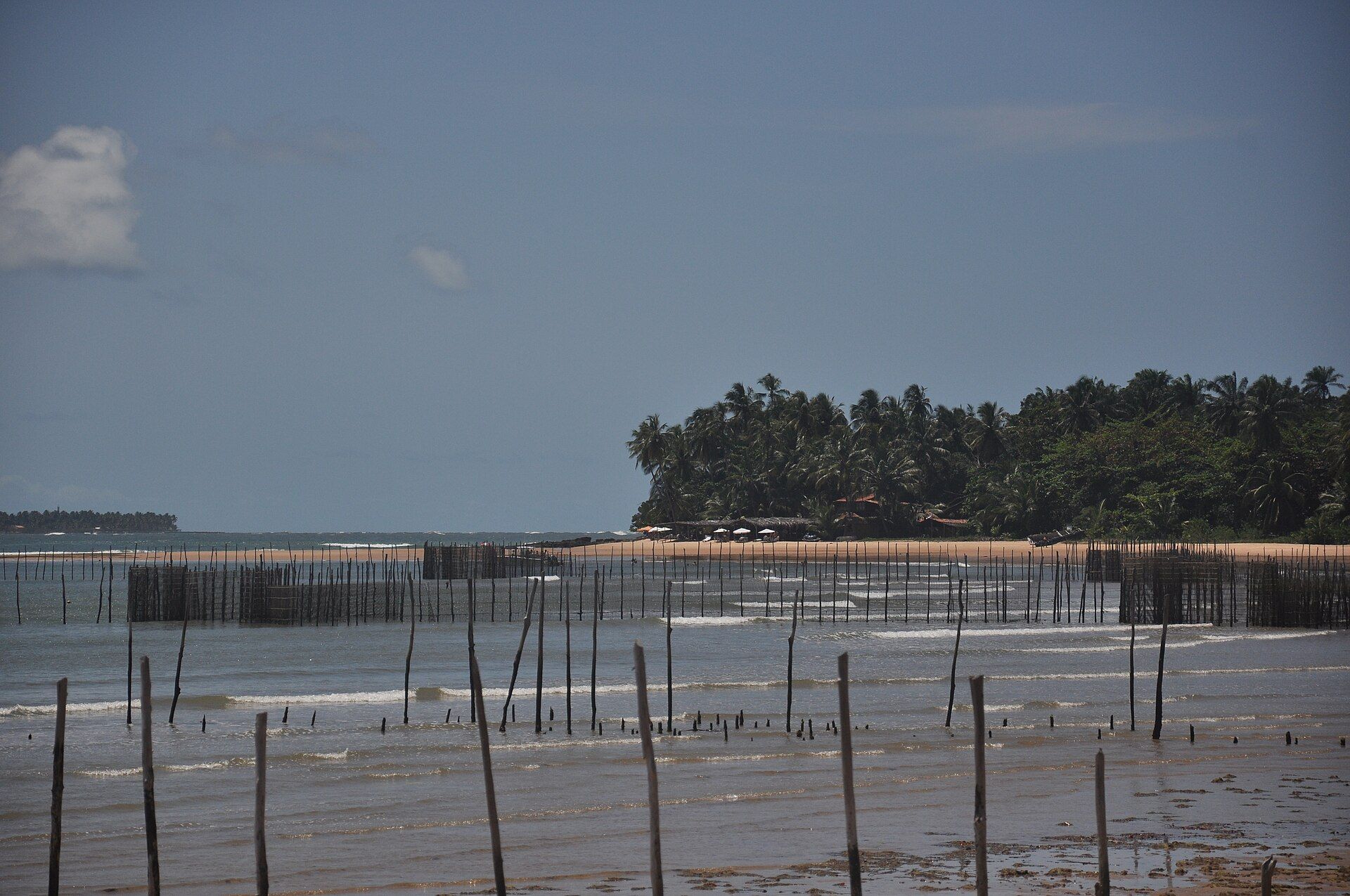 Maré baixa em Barra Grande, com estacas de currais de pesca e coqueiral ao fundo