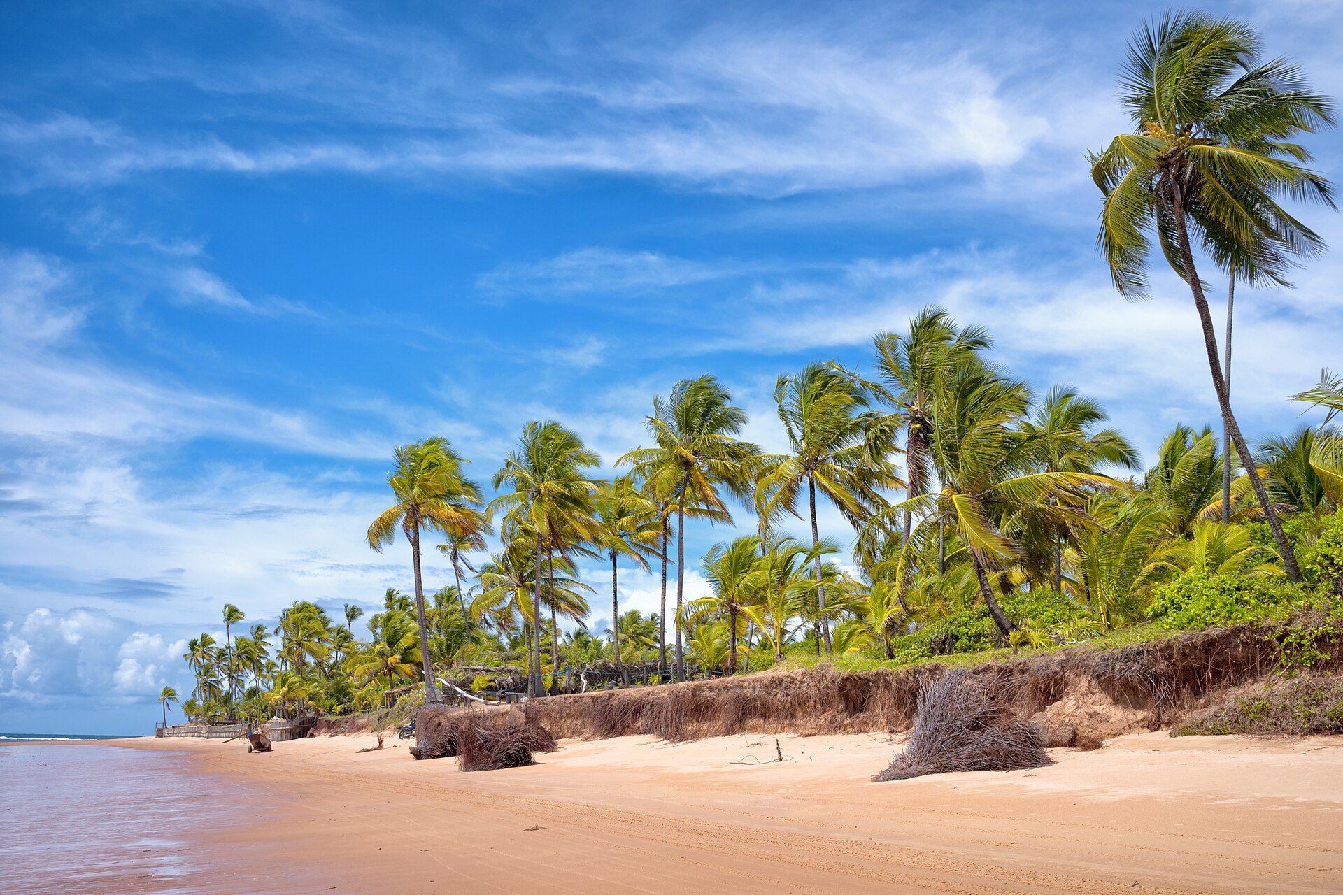 Praia do Cassange com coqueiros na beira da areia